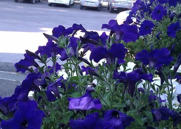 Otel I Platani Siena